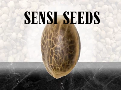 Sensi Seeds – Afghani #1 – 10 Samen, reg.